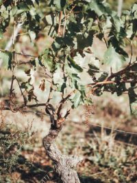 Domaine de Brau